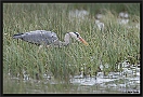 Blauwe Reiger, Grey Heron, Ardea cinerea Location: Rijssen, the Netherlands blauwe reiger fog D2 1057 kopie